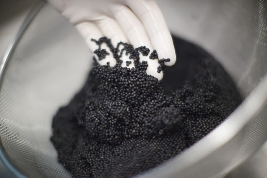 OONA sturgeon caviar buy online alternative to beluga caviar